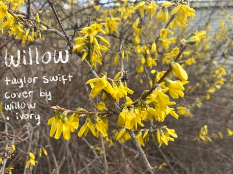 willow cover