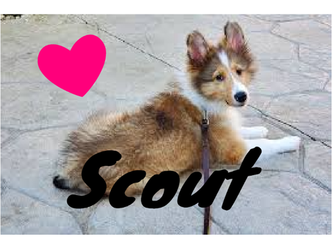 ❤Scout❤