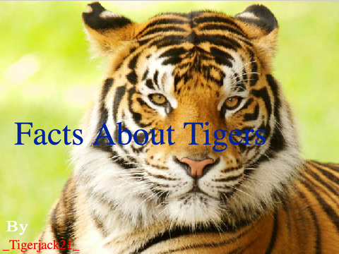 All about Tigers!!!