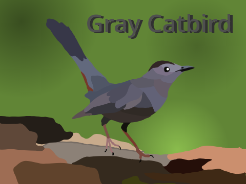 Gray catbird blockshade