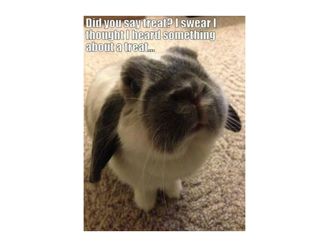 Funny Bunny Memes