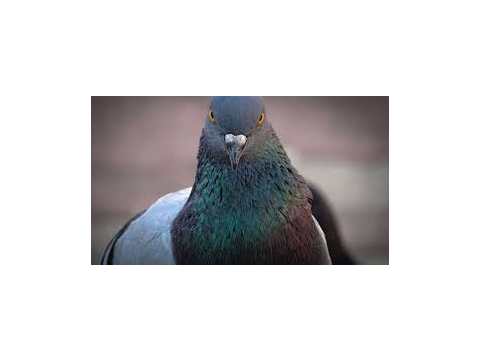 Pigeon face theory :D