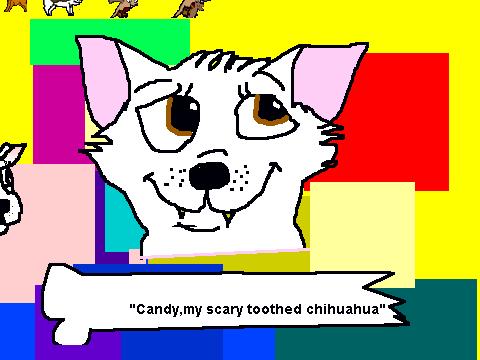 Candy, my scary chihuahua