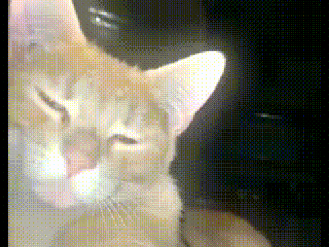 Cat Mewing (Lookmaxxing)