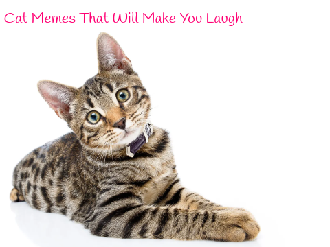 Cat Memes That Will Make You Laugh