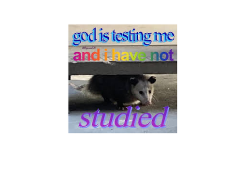 Possum memes