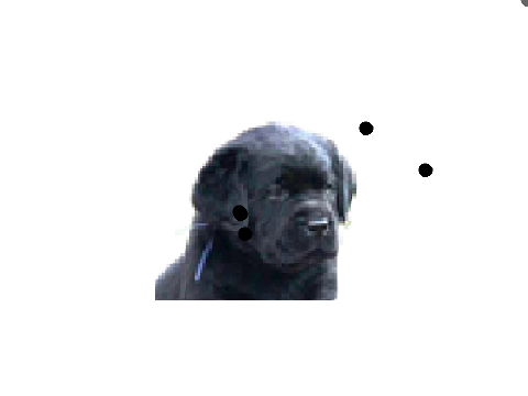 Toutou
