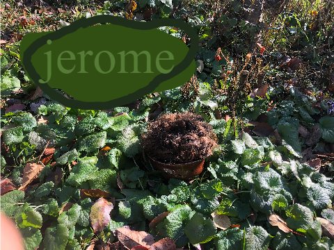 Jerome and Foliage: a complicated relationship