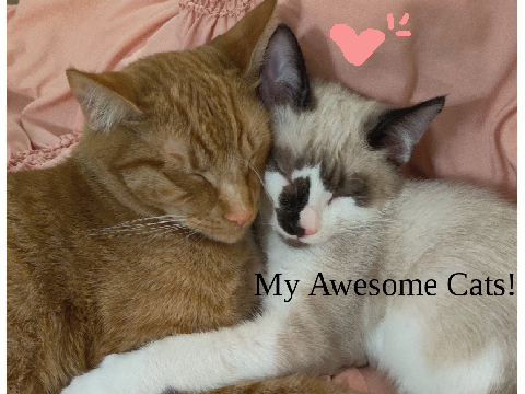 It's Time to Meet my Cats!