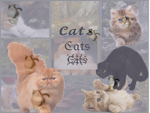 cats cats cats