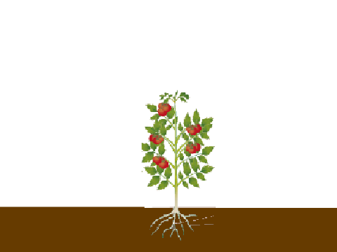 Tomato