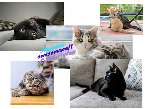 Sign if you love cats!!  remix