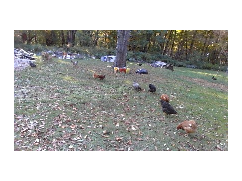 my chickens