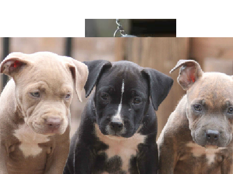 Which one looks like my dog???
