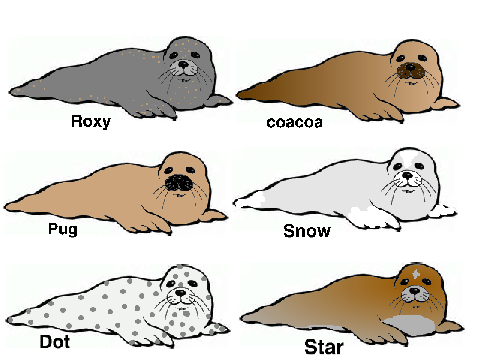 Harbor Seal Adoption *CLOSED*