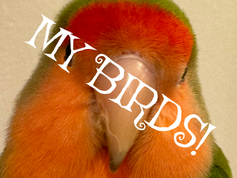 My birbs