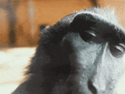 rizz monkey