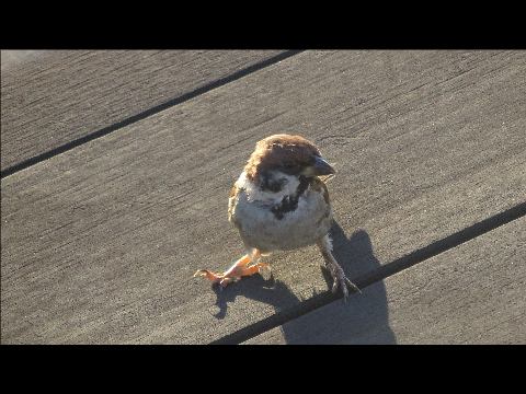 すずめ