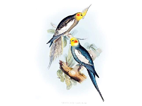 cockatiel art pictures pt.1