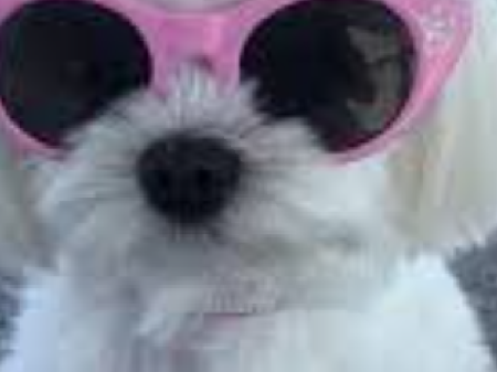Doggy Aesthetic Paralax!