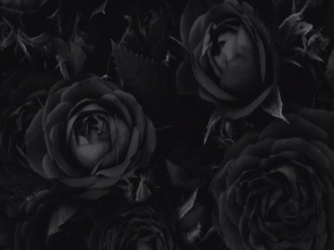 rwrp ✦ occupations