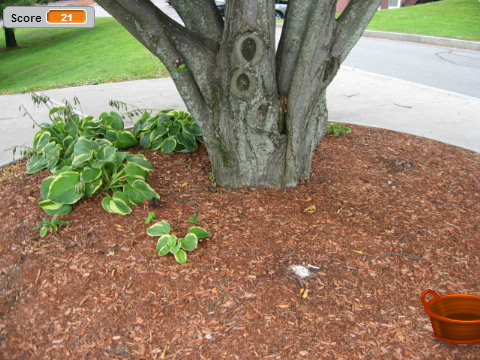 Fruit Catch