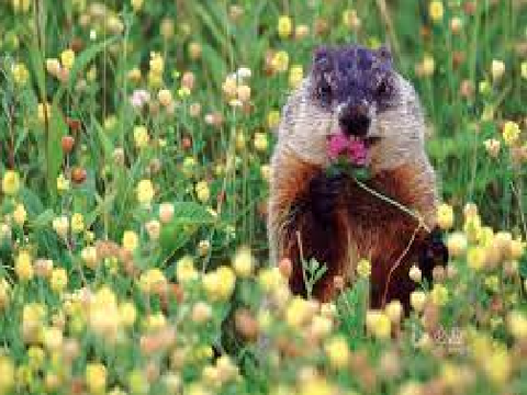 ʰᵃᵖᵖʸ
