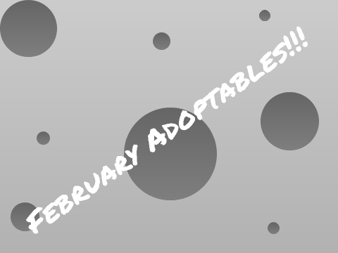 February Adoptables!