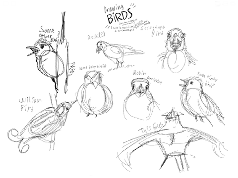 bird drawings