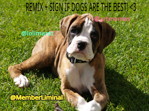 Remix + Sign if dogs are the best [1] remix remix