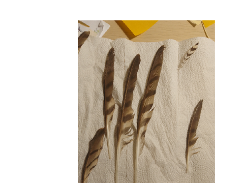 sparrowhawk feathers?
