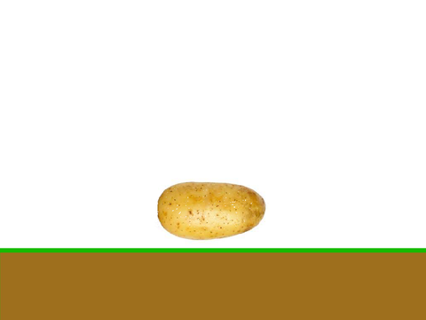Potato