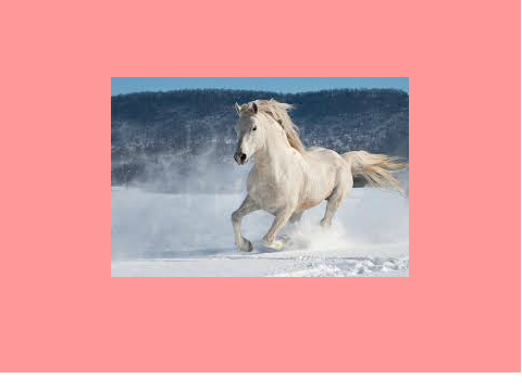 Horses!!!!!!!!!
