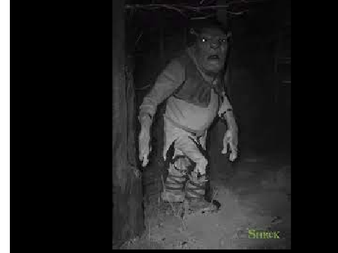 qwerty shrek
