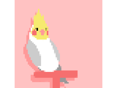 Bird animation