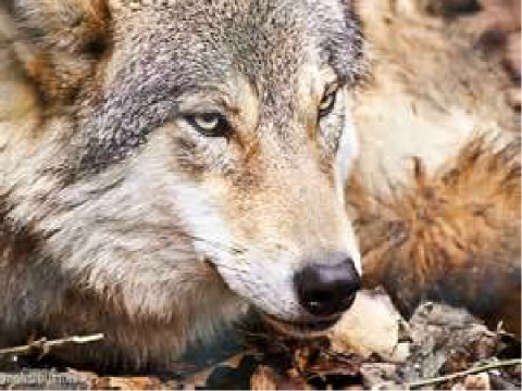 The Wolf Quest-Chapter 8