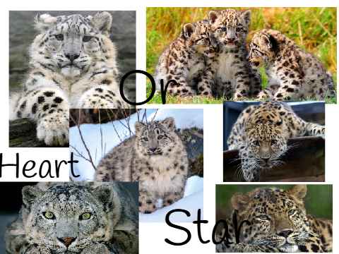 Snow leopards vs leopards