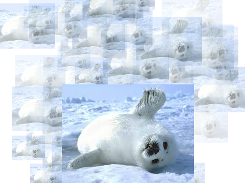 Baby seels falling from sky