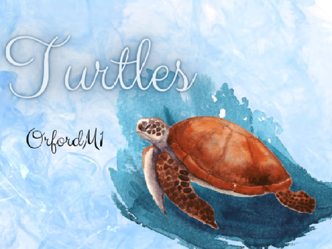 Thumbnail for Turtles