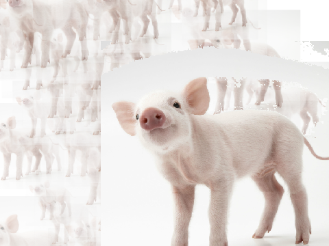 PIG DROP!!!!!