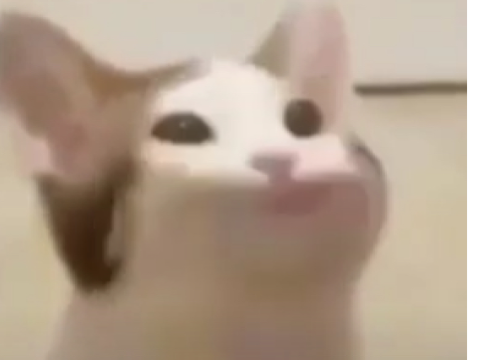 Pop cat meme