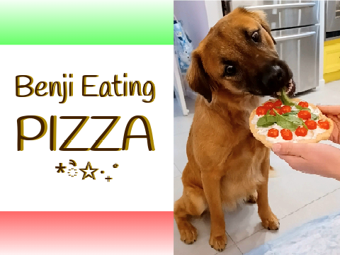 Benji Eating Pizza