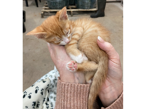 MY GREAT-AUNT GOT A KITTEN