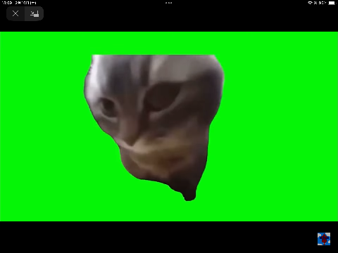 猫ミーム#2