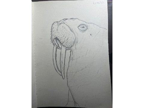 Old Man Walrus