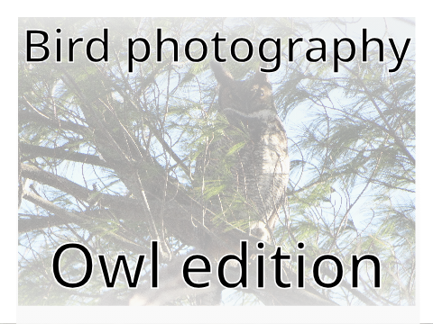 Bird photography Owl edition