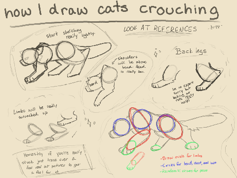 Cats Crouching ll Anatomy