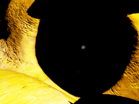 Test Fnaf