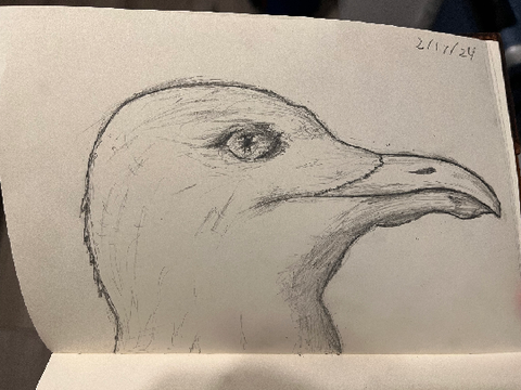 Seagull