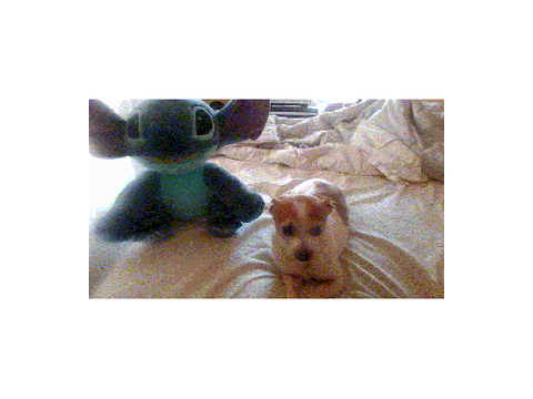 My dog